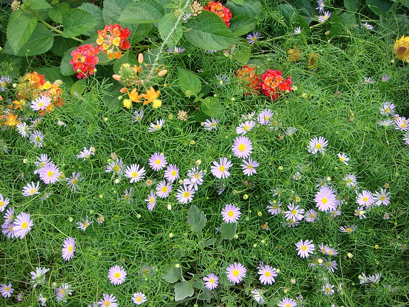 311 Longwood Gardens [2008 August 23].JPG - Longwood Gardens in Pennsylvania